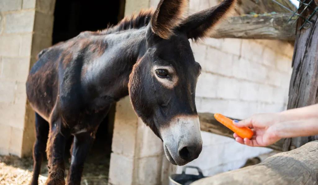 Hand of a person feeding a donkey with a carrot outdoors 