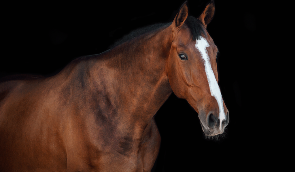 Hanoverian horse portrait black background