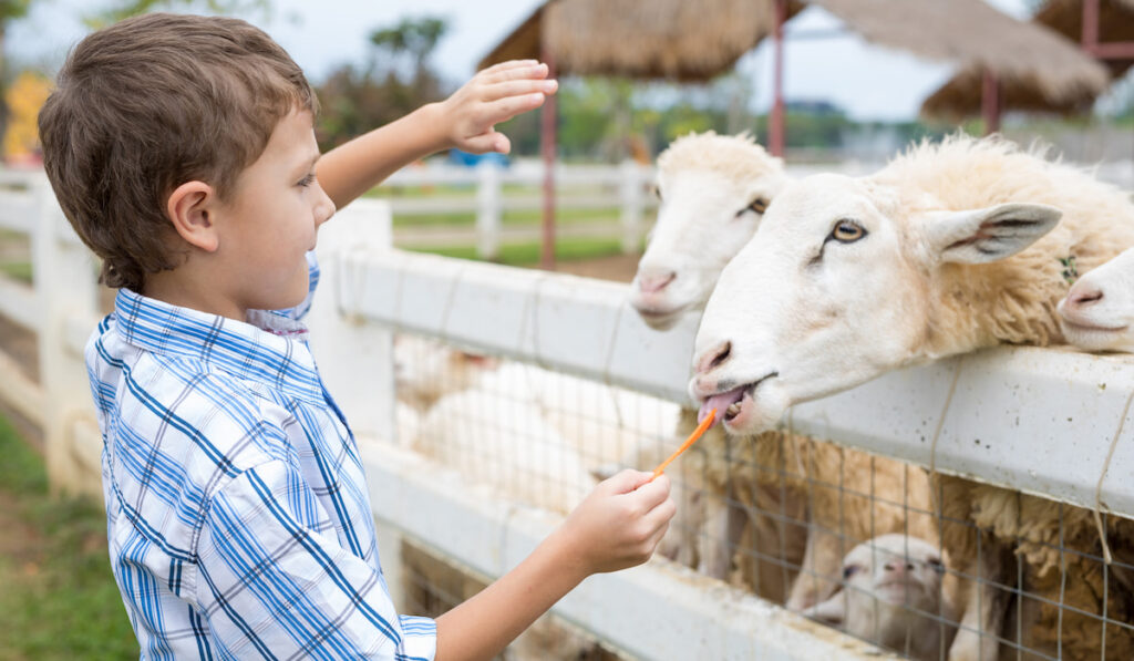 Happy little boy feeding carrot to sheep in a park at the day time