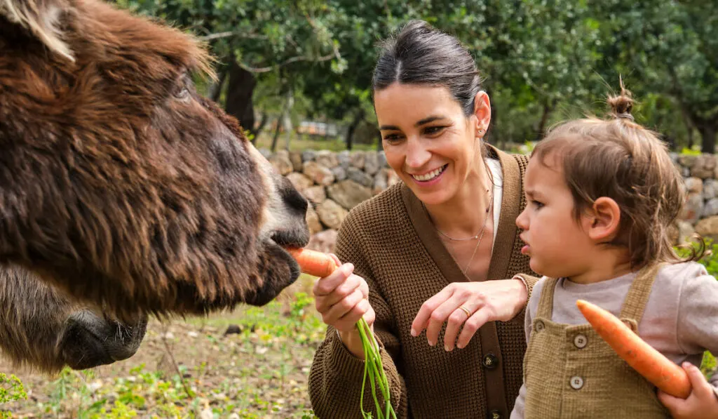 Happy mother with toddler feeding donkeys carrots