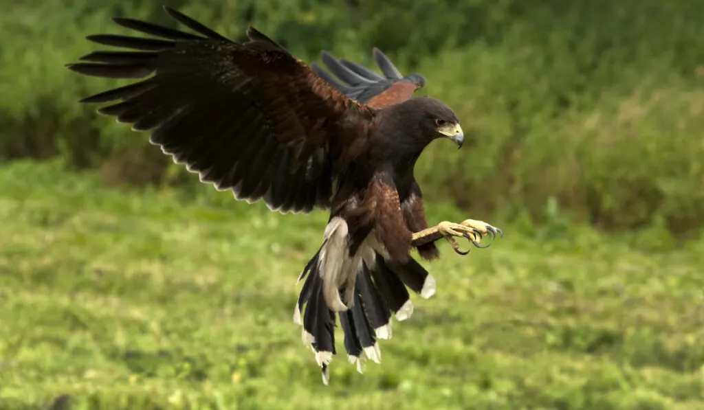 Harris Hawk hunting food