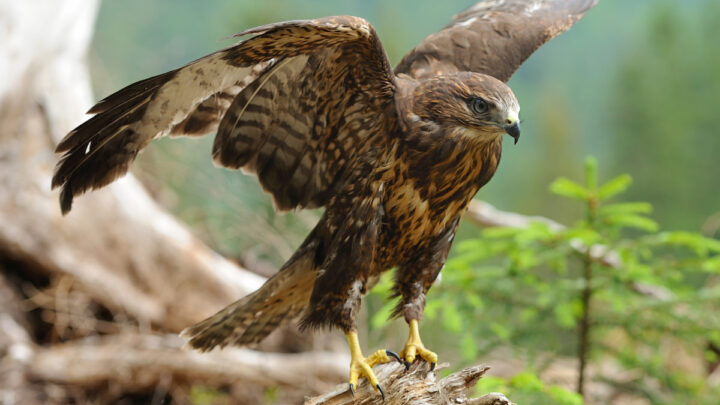 Hawk-ready-to-fly-position