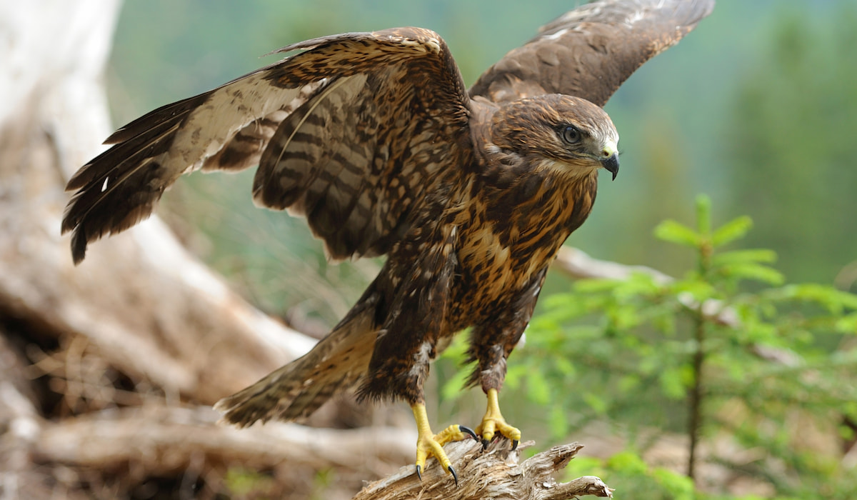 Can a Hawk Pick Up a Chicken? Farmhouse Guide