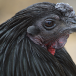 11 Black Chicken Breeds