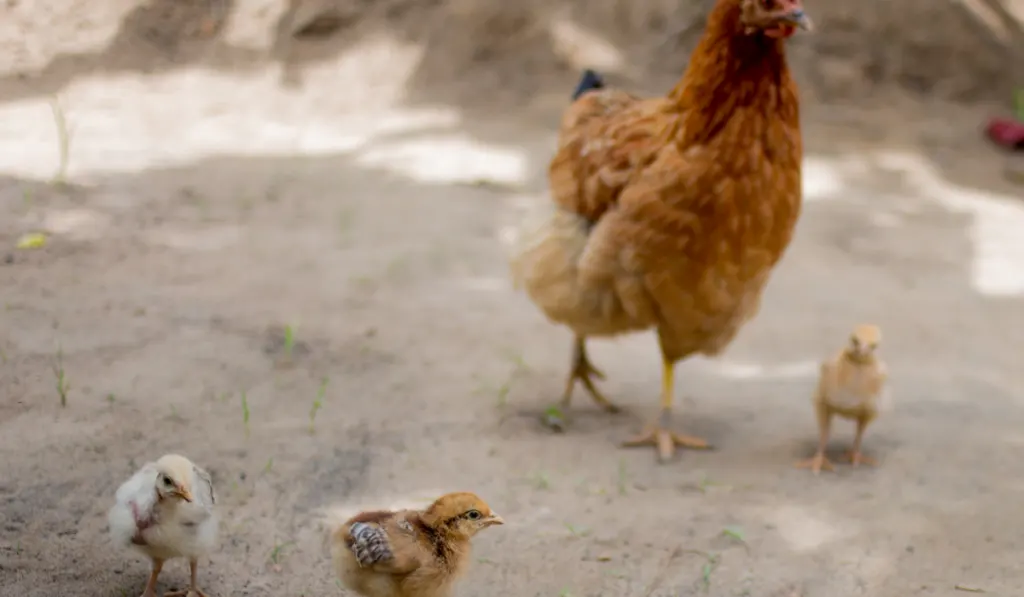 hen and its chicks roaming outside the coop