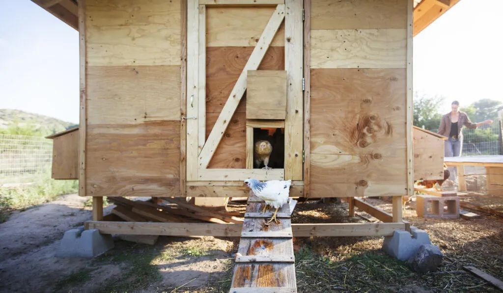 Hens Standing Against Chicken Coop At Farm