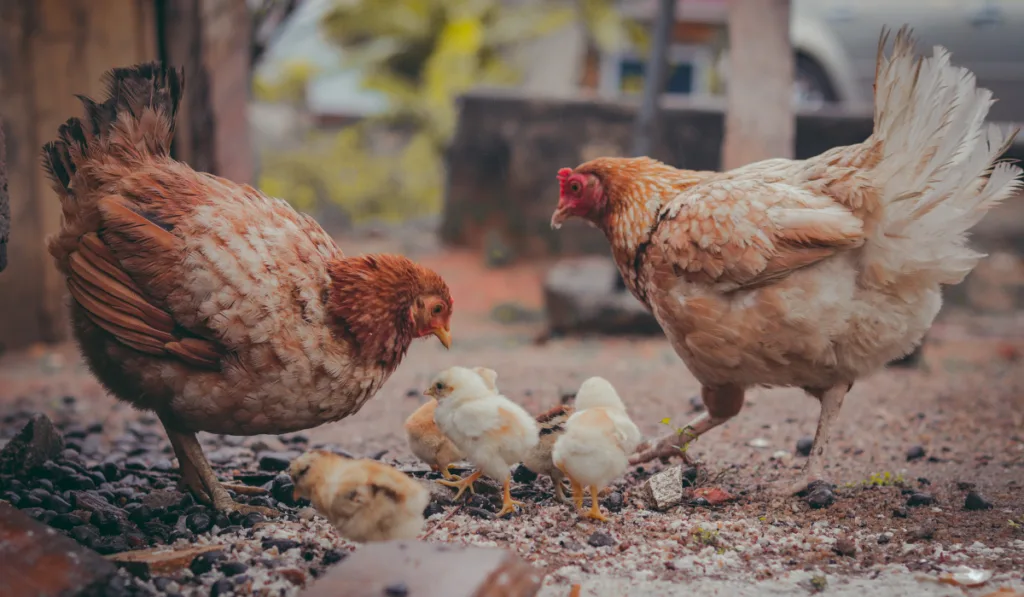 two hens and its chicks roaming and looking for food