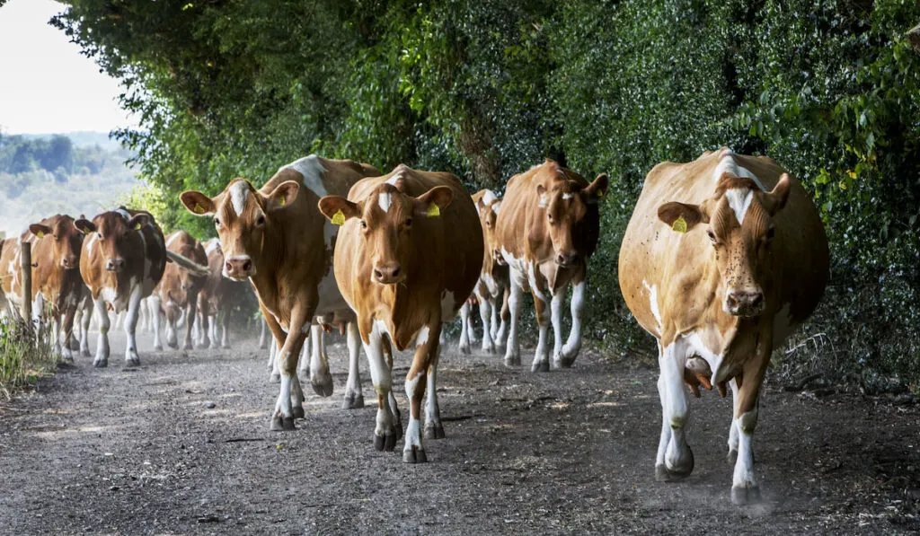 Herd of Guernsey cows being driven along a rural road