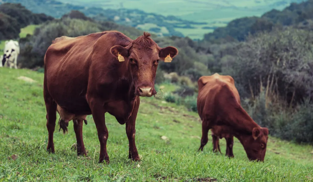 Herd of red poll cows pasturing in green valley