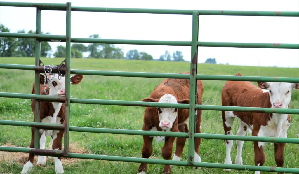 Hereford Cows