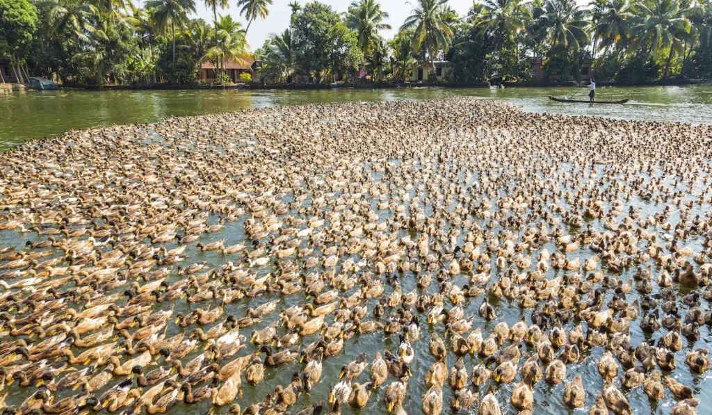 High angle view of large flock of ducks on a river