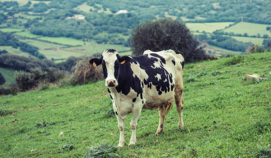 Holstein cow grazing on green grassy meadow in hillside