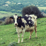 5 Dairy Cow Breeds To Consider For Your Farm