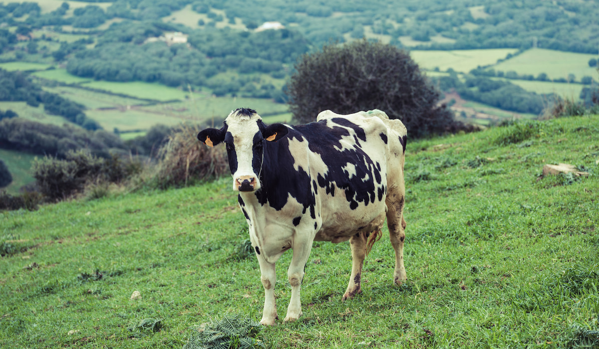 5 Best Dairy Cow Breeds Farmhouse Guide
