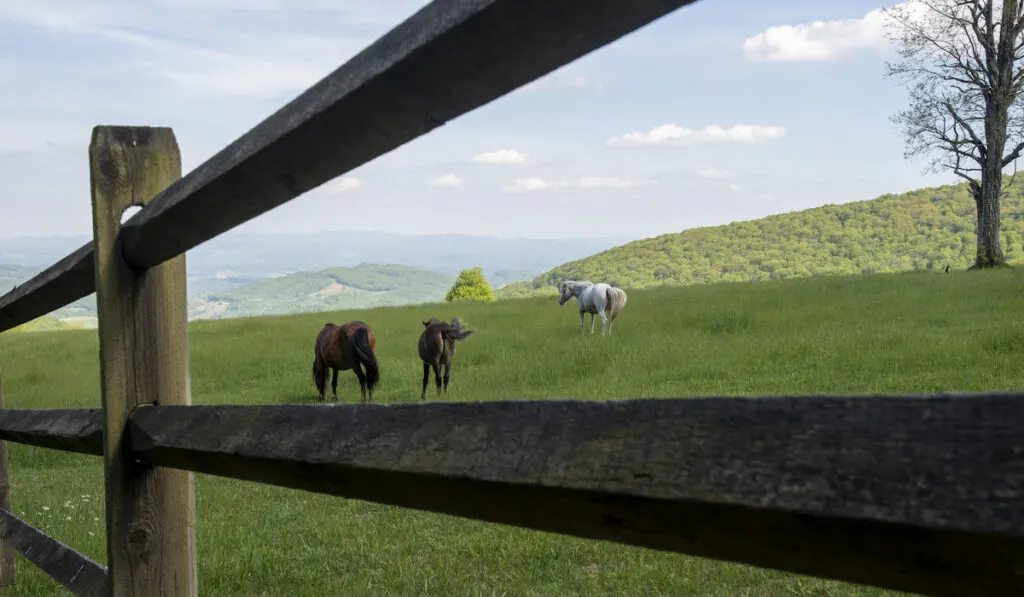 Horses in a Pasture behind a horse fence 