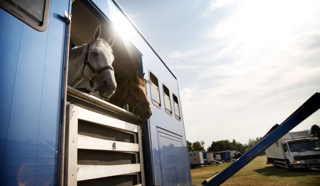 Horses in trailer on field against sky
