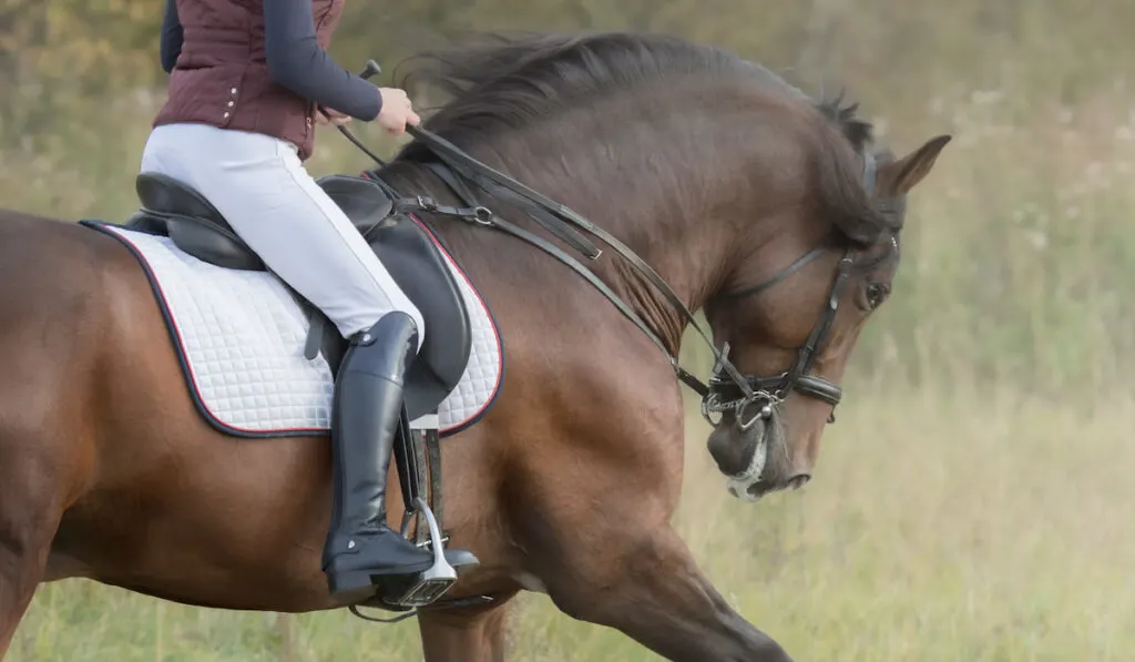 Horsewoman riding horse , English Riding 