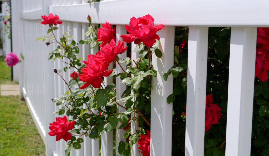 Hot pink or red roses sticking through a white picket fence