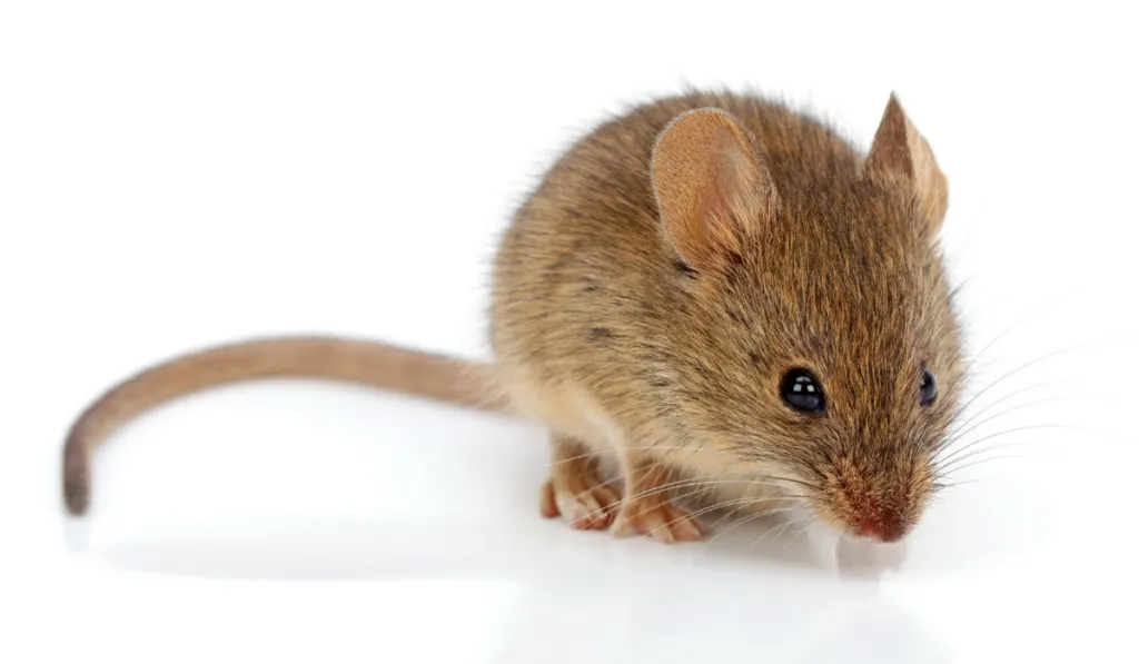 House mouse in white background