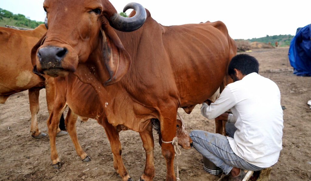 Indian farmer milking his brown cow