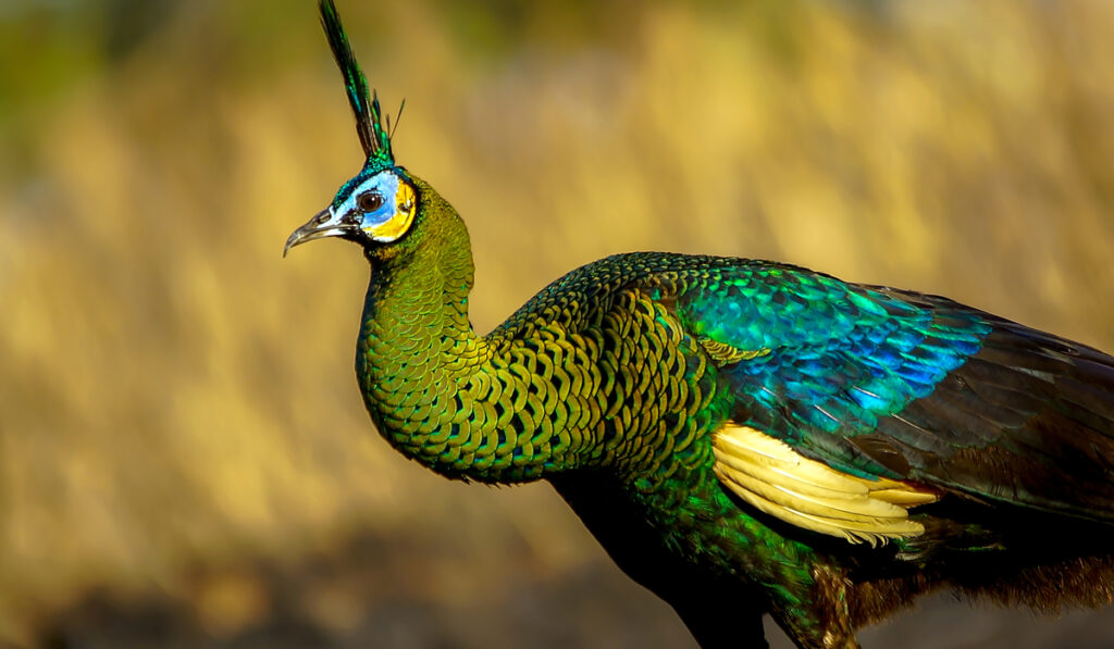 Java Green Peafowl on bright yellow background