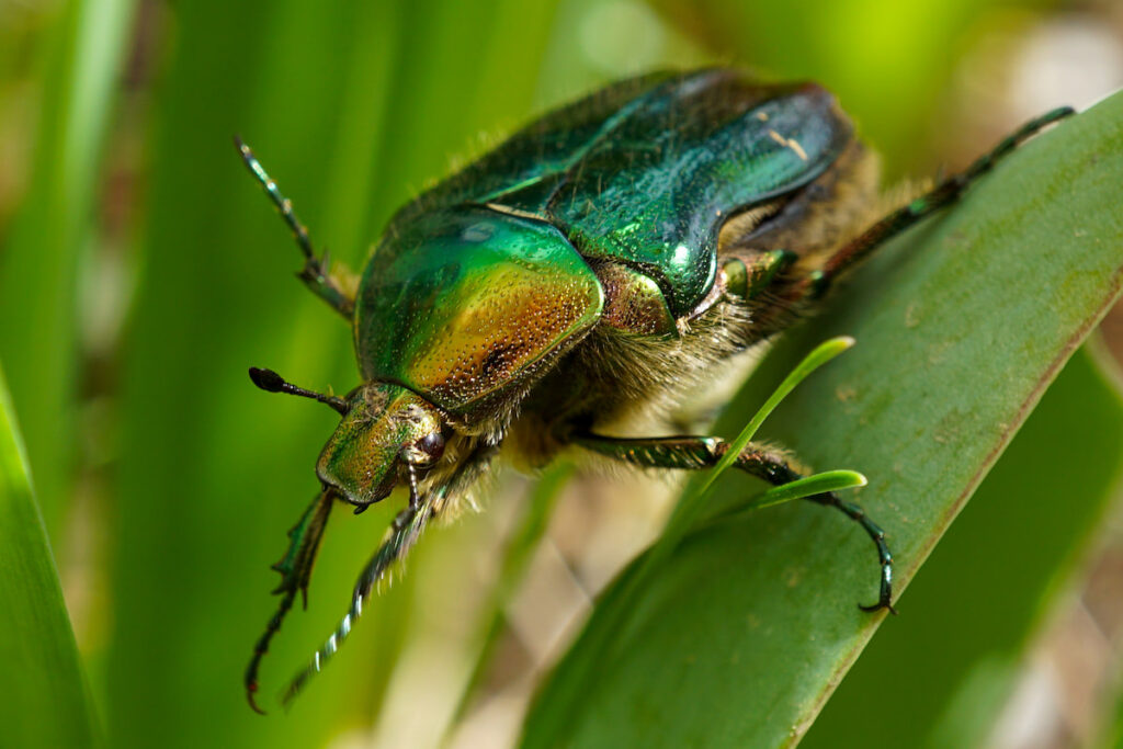 Closeup of a June Bug on a leaf 