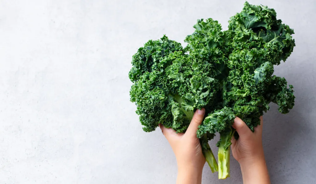 Kale Leaf in Kids Hands. Grey Background