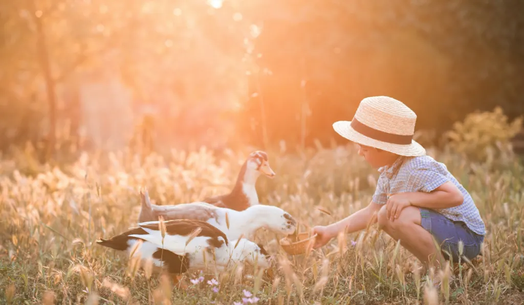 little kid feeding ducks on afternoon ambience