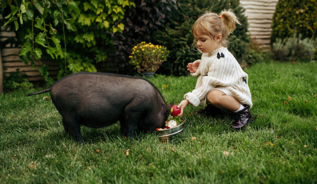 Kid feeds black pig in garden 