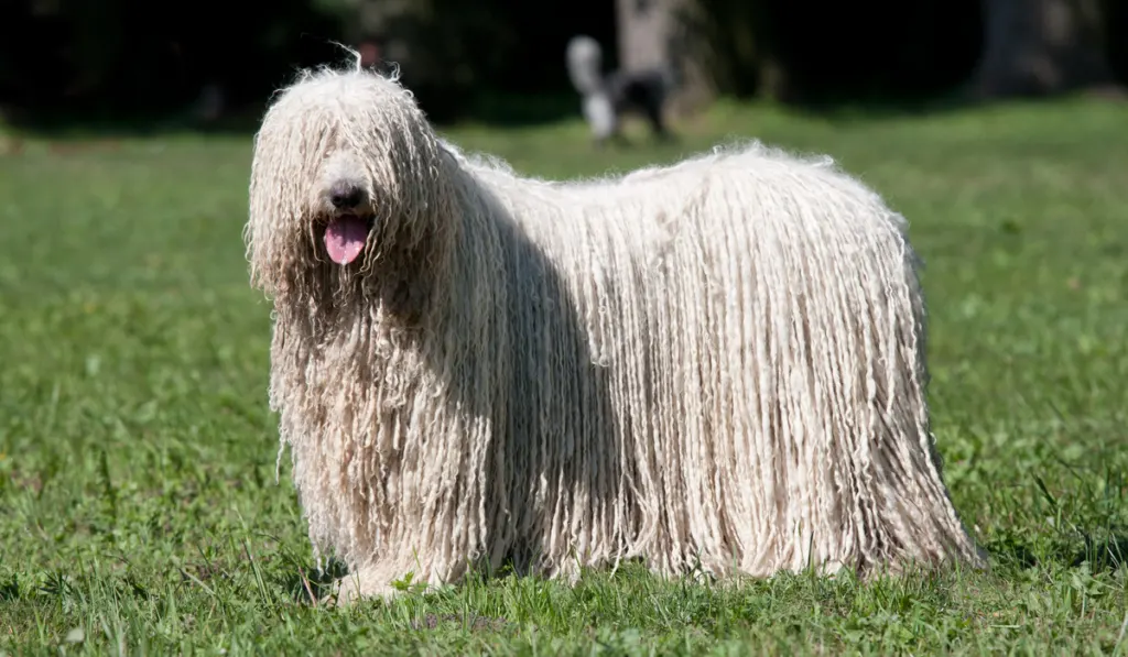 Komondor (Hungarian sheepdog) posing in the park
