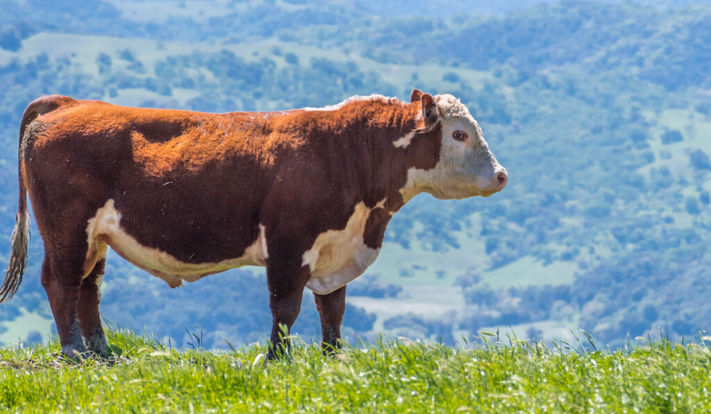 Large Simmental cow standing on meadow
