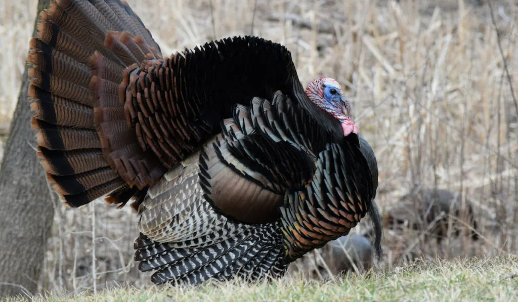 Large Wild Turkey with feathers out 