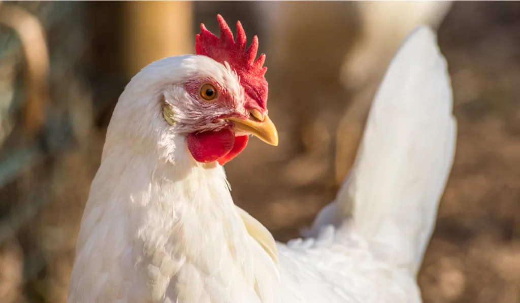 Leghorn chicken close up
