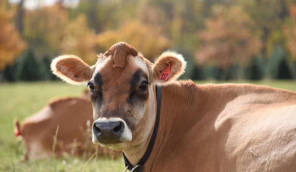 Light brown Jersey dairy cow with ear tag on meadow 