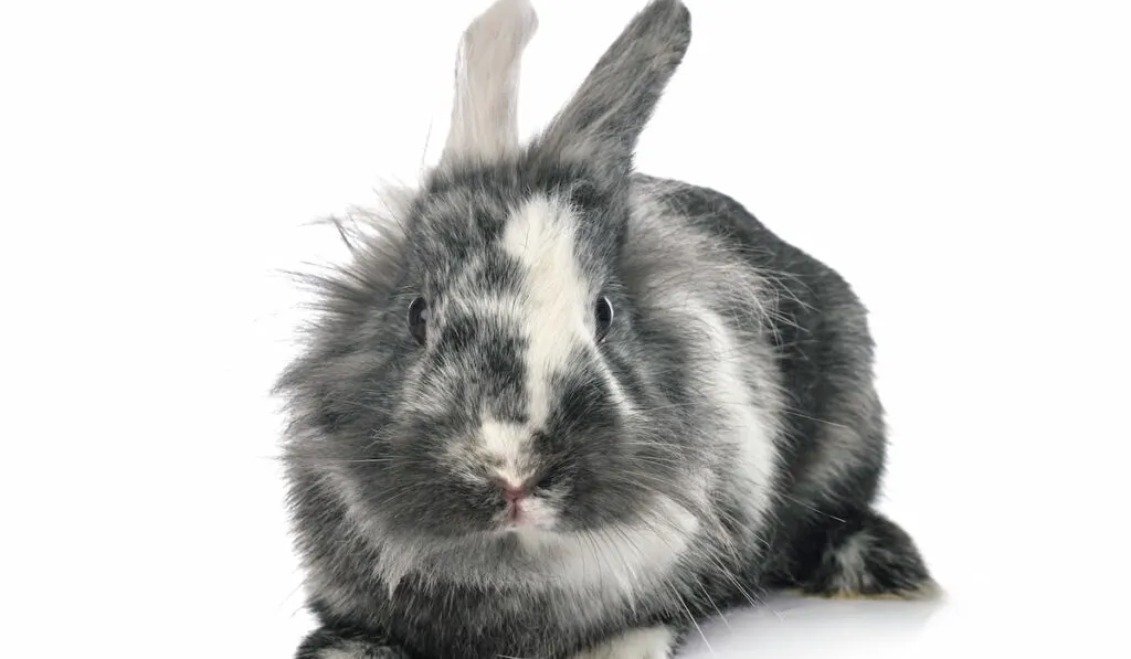 Lionhead rabbit in studio white background 