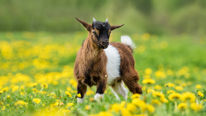 Little-Nigerian-pygmy-goat-baby-on-the-field-with-flowers-