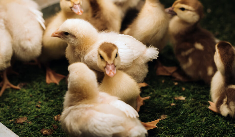 5 Ways Your Ducks Behavior Changes Before Her Eggs Hatch - Farmhouse Guide