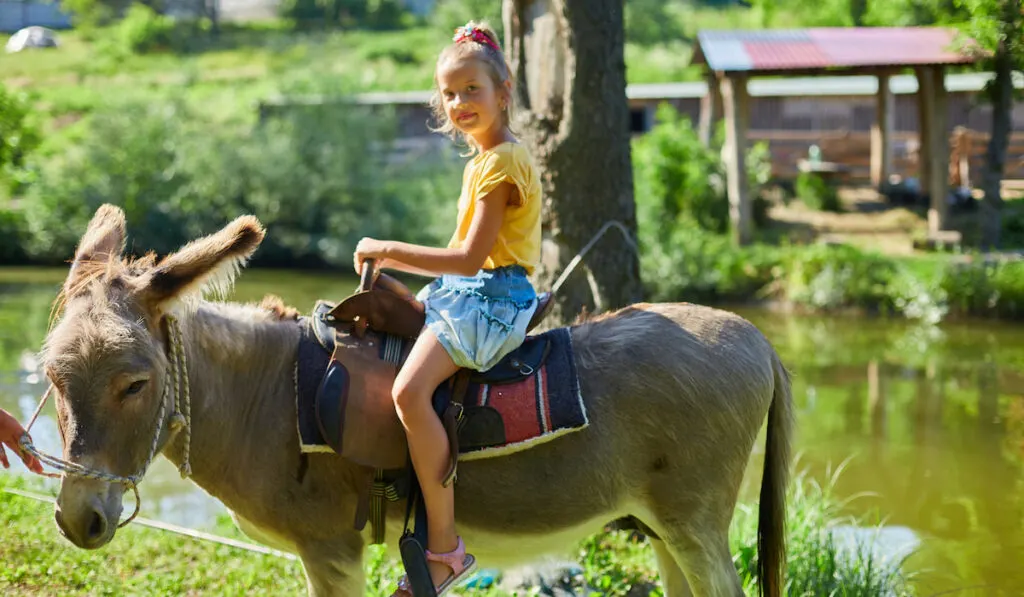 Little girl in the saddle riding on a donkey in farm zoo