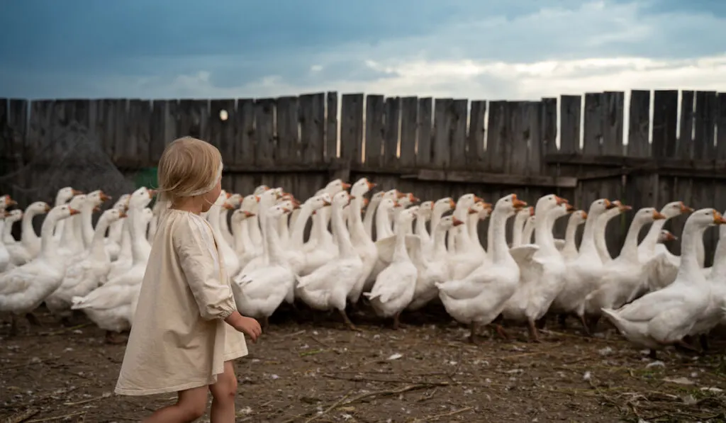 Little girl on the farm runs after the geese