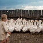 9 Reasons Geese Make Good Pets and 9 Reasons They Do Not