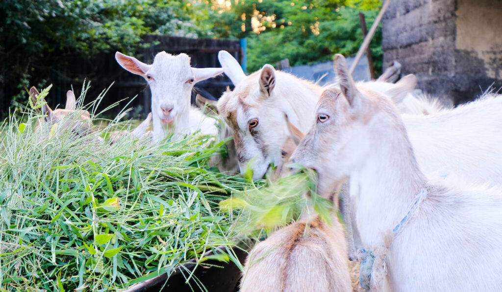 Little goats eat grass on wheelbarrow