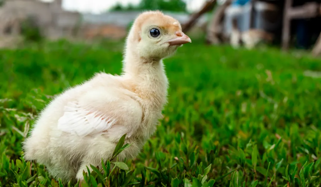 Little turkey on green grass.