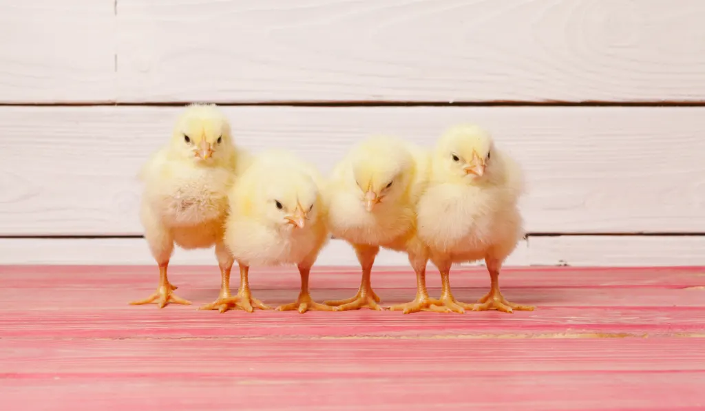 Little yellow chick on wooden table