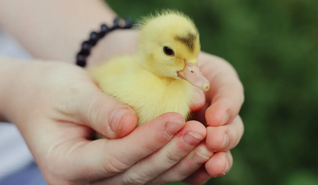 Little yellow duckling on man's hand