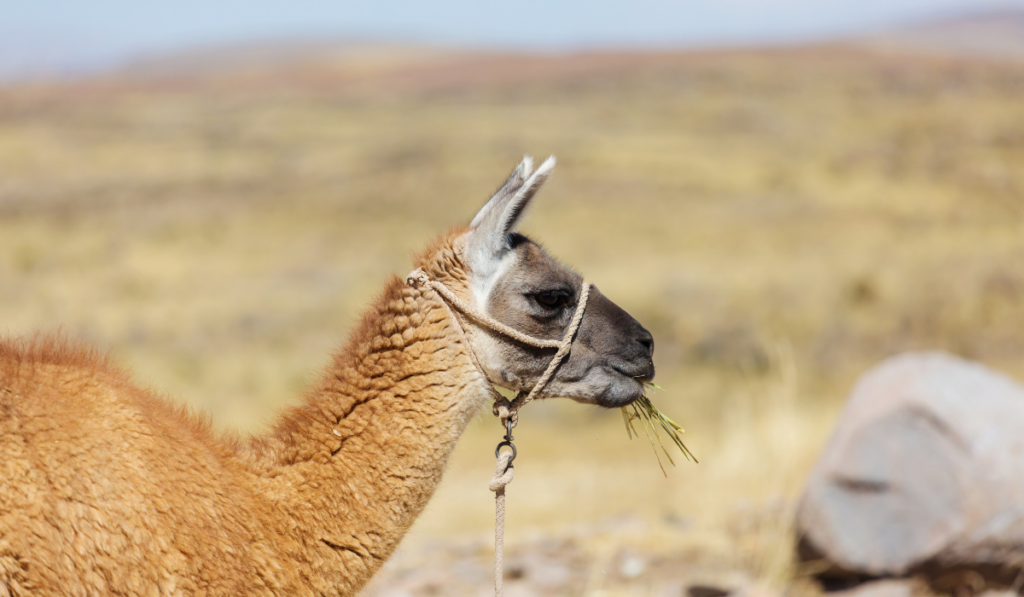 llamas eating grass