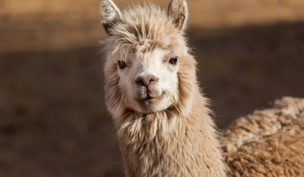 close up of a brown llama 
