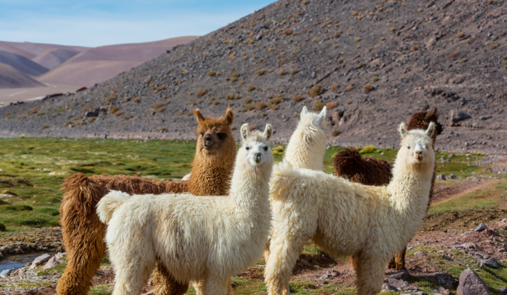 a herd of llamas is its habitat
