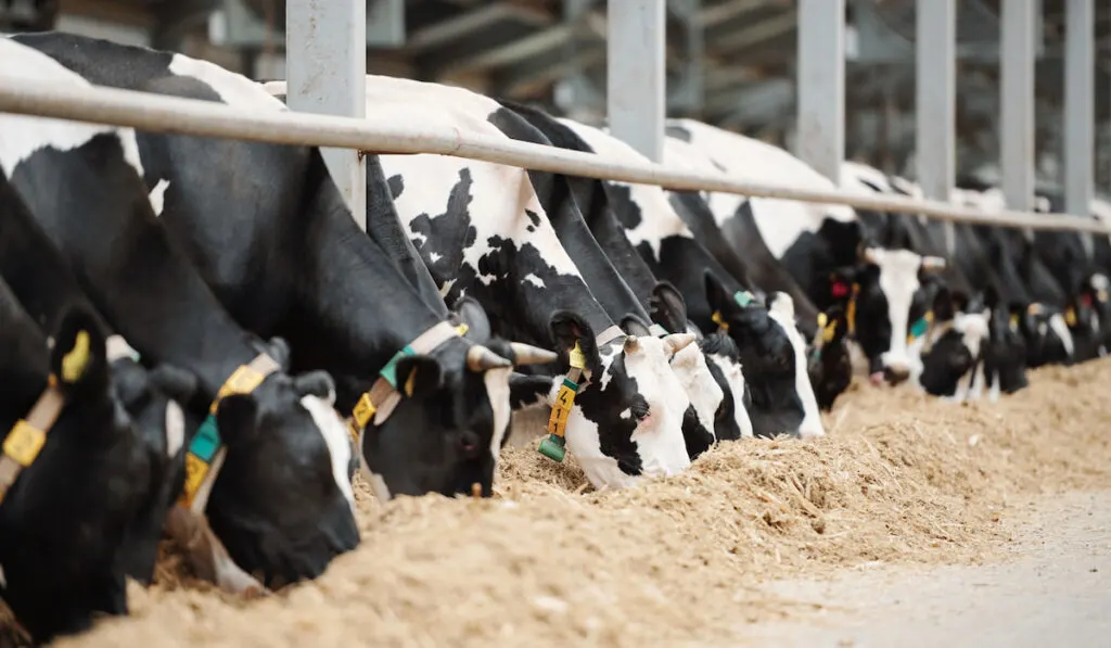Long row of black-and-white dairy cows while eating fresh hay in cowshed 