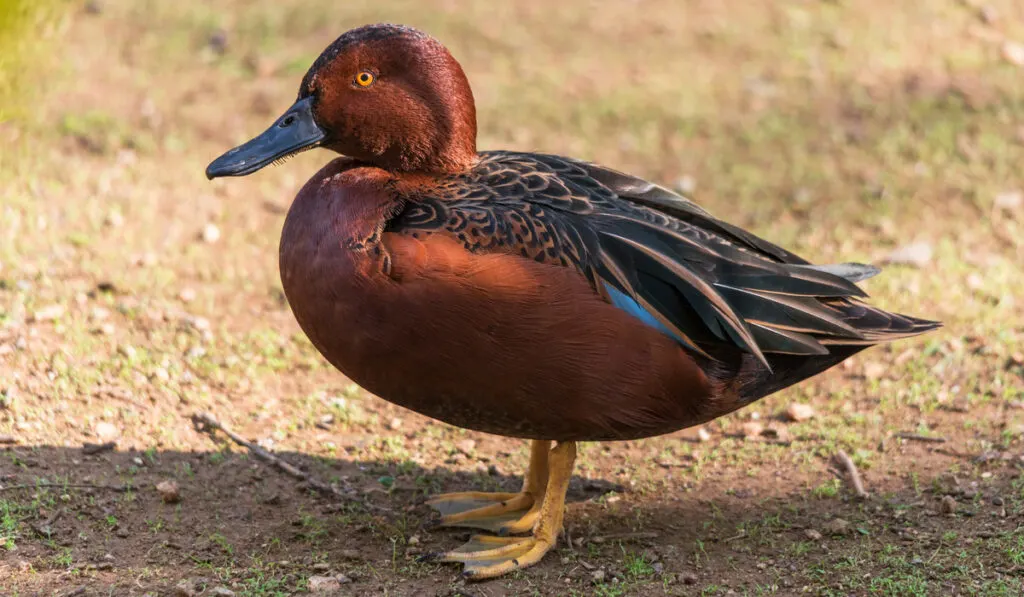 Male Cinnamon Teal Duck standing on ground