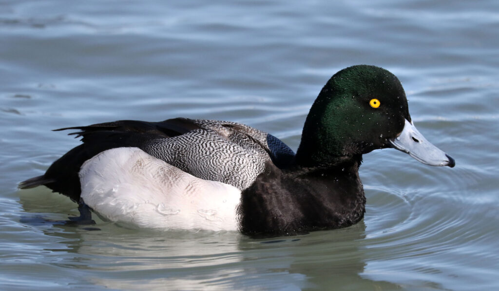 Male Greater Scaup on lake